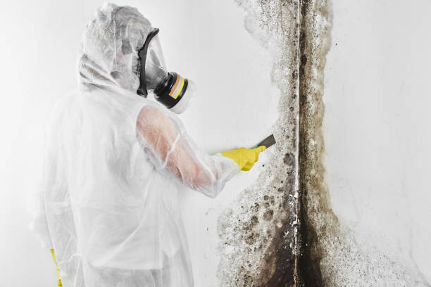 Trusted West Pittston, PA Mold Inspection, Removal & Remediation Experts